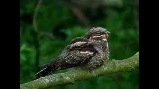 Nightjar singing in daylight [upl. by Sacci]