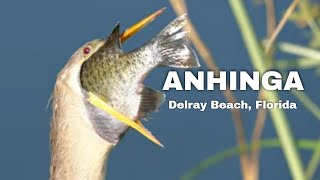 Anhinga Bird  4K [upl. by Scully]