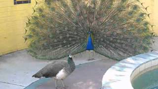 Peacocks Displaying  All Ready for Mating Season [upl. by Samira]