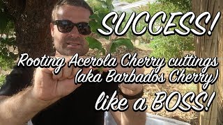 Ep115  SUCCESS Rooting Acerola cherry from cuttings DIY Super Simple system to follow [upl. by Ruenhcs]