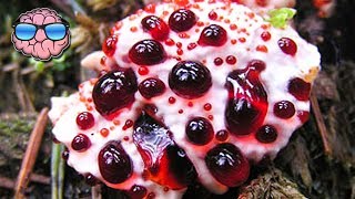 Top 10 MOST DEADLY MUSHROOMS IN THE WORLD [upl. by Eslek530]