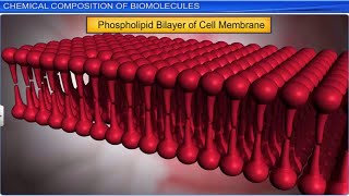 CBSE Class 11 Biology  Biomolecules Part 1  Full Chapter  By Shiksha House [upl. by Imoyn]