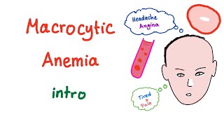 Macrocyctic Anemia Intro [upl. by Bruckner954]