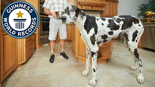 Tallest female dog  Meet the recordbreakers [upl. by Ber]