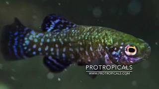 Killifish  Aphanius mento  How to Hatch amp Breed [upl. by Griffiths4]