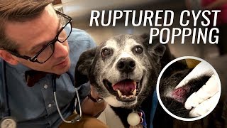 Ruptured Cyst Popping for Dog Ellie [upl. by Lah610]