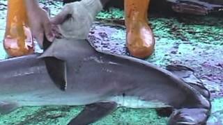 Over 73 Million Sharks Killed Every Year for Fins [upl. by Aidyn]