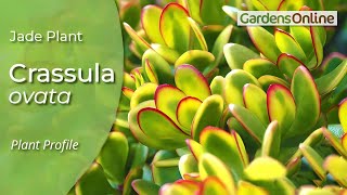 Crassula ovata  how to grow and propagate [upl. by Tessy249]