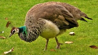 Peacock Female on Display  Peahen Bird [upl. by Kciremed404]