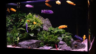 Planted Cichlid Tank  2 Years Old and overstocked [upl. by Jarek]