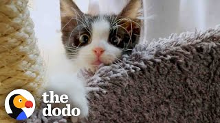 Grandma Helps Tiny Kitten Learn To Run  The Dodo Adoption Day [upl. by Gignac]