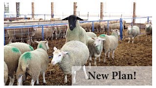 Breeding Ewes In Season BACK TO BASICS Vlog 101 [upl. by Bausch318]