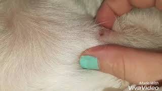 Huge Zit Cyst Pimple On A Dog [upl. by Cavuoto]