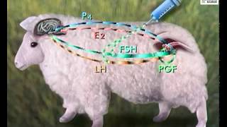 La reproduction assistée chez le mouton [upl. by Yblek]