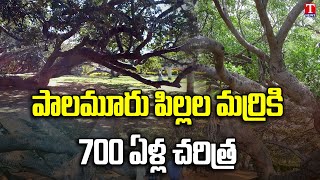 Vihara Telangana  Pillalamarri Banyan Tree In Mahabubnagar  Pillalamarri Tree History  T News [upl. by Neelyt]