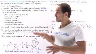 Introduction to Pentose Phosphate Pathway [upl. by Orfield]