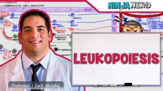 Hematology  Leukopoiesis White Blood Cell Formation [upl. by Idyak]