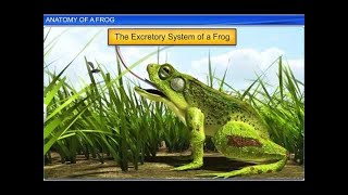 CBSE Class 11 Biology  Anatomy of Frog  By Shiksha House [upl. by Cohleen]