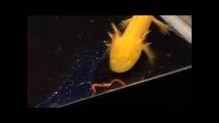 Golden Albino Axolotl Slurps up a Worm [upl. by Kire]