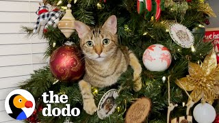 These Cats Are Obsessed With Christmas  The Dodo [upl. by Ibba]