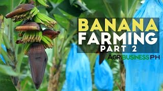 How to grow Banana Tree Part 2  Banana Farm Management  Agribusiness Philippines [upl. by Esnohpla]