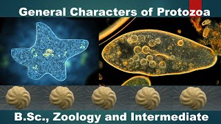 General Characters of Protozoans  BSc Zoology  HSR Bioinfo [upl. by Eninnaej]