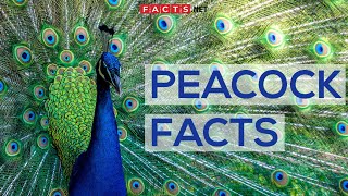 Interesting Facts About Peacocks And Peahens Or The Peafowls [upl. by Anilave465]