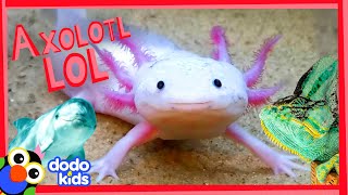 These Axolotls Want To Make You LOL  Laugh To School  Dodo Kids [upl. by Gerlac]