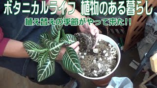 【ボタニカルライフ】植物のある暮らし [upl. by Akeenahs367]