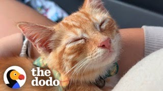 Guy Rescues Kitten From Dumpster  The Dodo [upl. by Nnaylime]