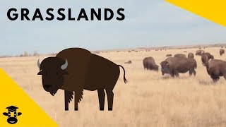 Grasslands  Biomes of the World [upl. by Siradal]