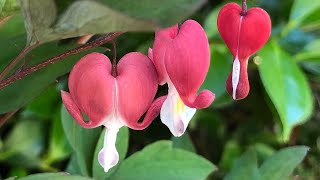 How to Plant and Grow The Bleeding Heart Plant  Lamprocapnos spectabilis Dicentra spectabilis [upl. by Airemat]