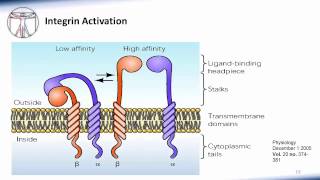 6 WBC Extravasation [upl. by Aikem370]