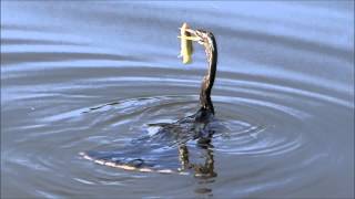 Anhinga the quotSnakebirdquot Famous spear technique for a fresh meal quotwater turkeyquot [upl. by Osmo]