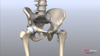 Hip Anatomy Animated Tutorial [upl. by Hertberg]