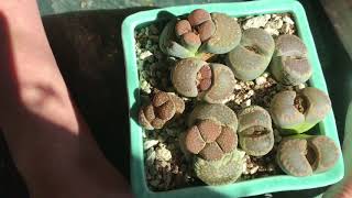 Lithops Rooting Update And Discussion [upl. by Etnoved240]