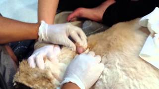 Large dog cyst exploding [upl. by Nathan]