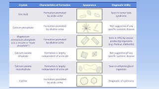 Interpretation of the Urinalysis Part 3  Microscopy and Summary [upl. by Adniram]