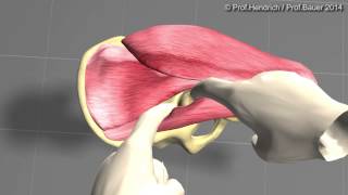 Künstliche Hüfte  minimalinvasive OP Langversion von Prof Christian Hendrich [upl. by Chappy]