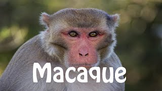 How To Pronounce Macaque [upl. by Ayhdiv]