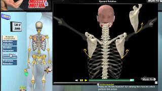 How Scapular Movement Works 3D Anatomy amp Diagrams [upl. by Carla]