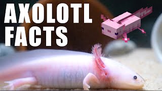 10 Fun Facts About AXOLOTLS [upl. by Berry823]