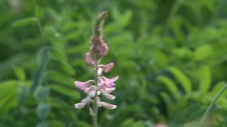 Cotswold Seeds First Hand Sainfoin with Dr Lydia Smith at NIAB [upl. by Crist]