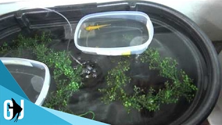 418 DIY Axolotl Stock Tank Breeding Habitat  DIY Wednesday [upl. by Alyakcim]