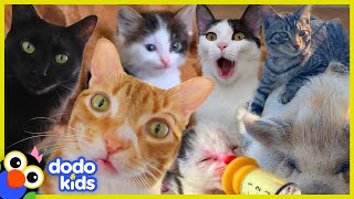 These Cats Did What  30 Minutes Of Cat Stories  Dodo Kids [upl. by Alios212]