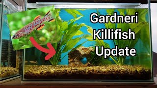 Gardneri killifish tank update [upl. by Leela]