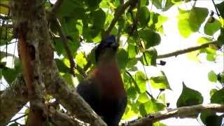 Purple Crested Turaco calling [upl. by Tamiko]