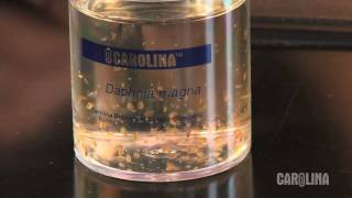 How to Care for Daphnia [upl. by Iren]