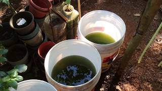 How to grow Green Water Algae [upl. by Aylatan]