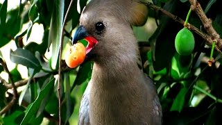 Bird Life of Africa Vögel Afrikas [upl. by Kenway259]